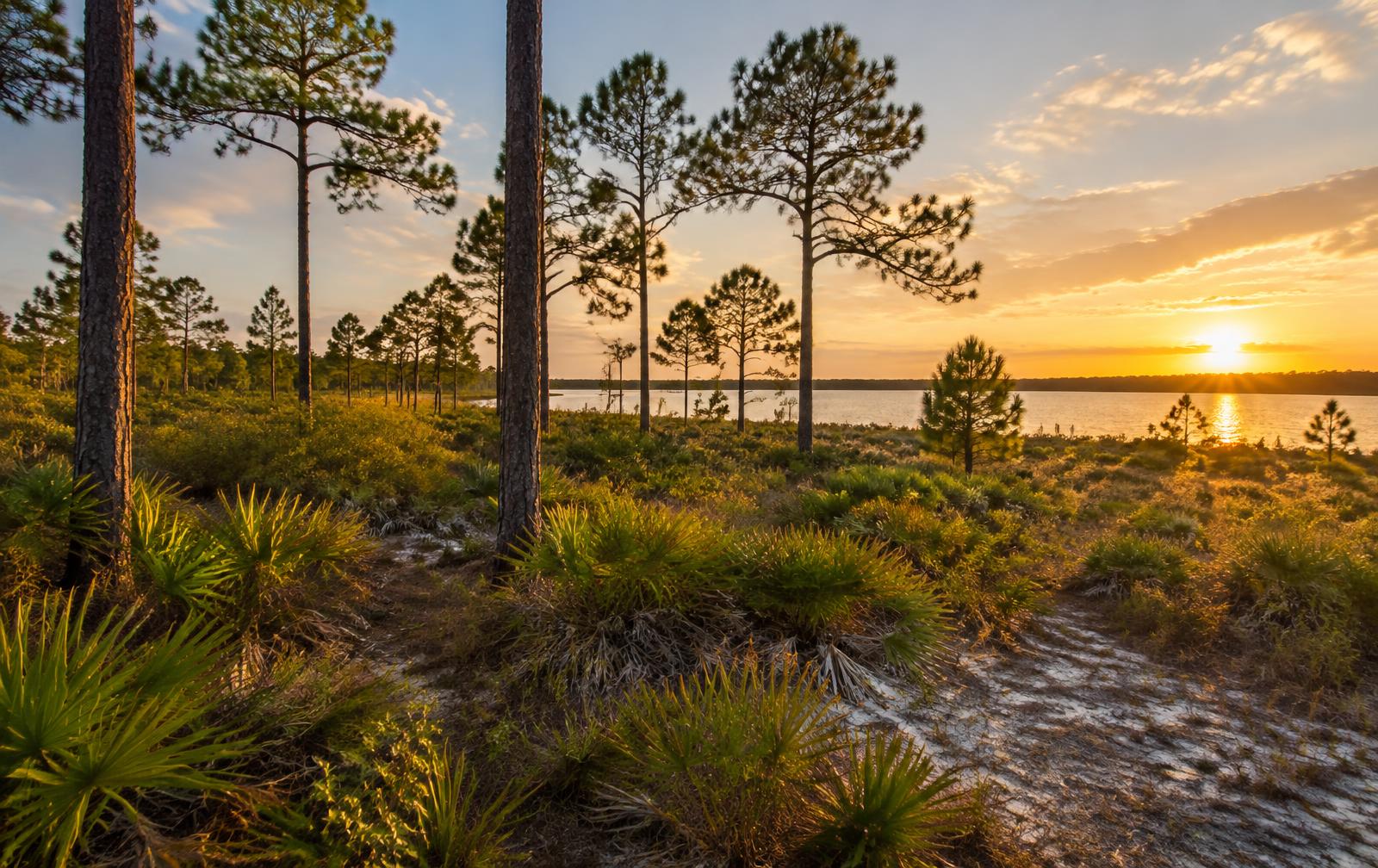 Longleaf pines and sandy scrub land at golden hour near a lake in Lake Placid, Florida
